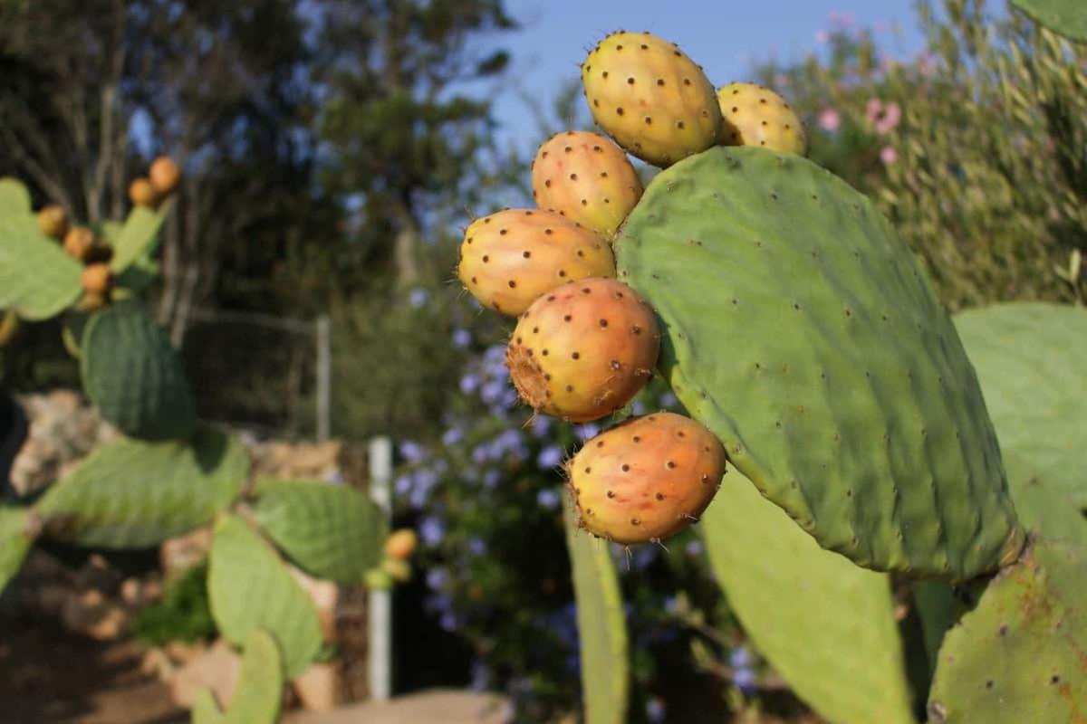 B&B Le Corti Di Aloa San Pantaleo Kültér fotó